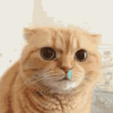 云頂之弈S1德萊文即將回歸！LOL手游卡牌大師預(yù)覽！